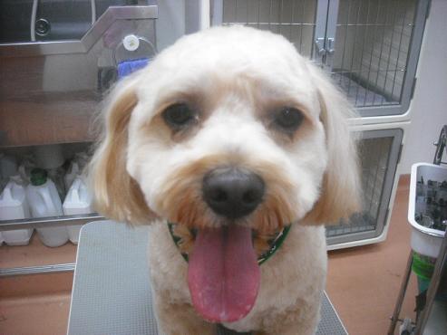 ファイル 2209-1.jpg