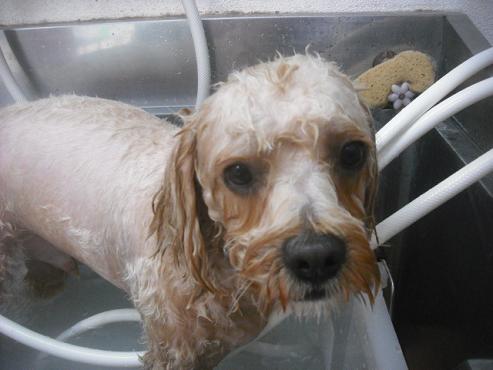 ファイル 2209-2.jpg