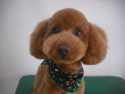 ファイル 2210-1.jpg