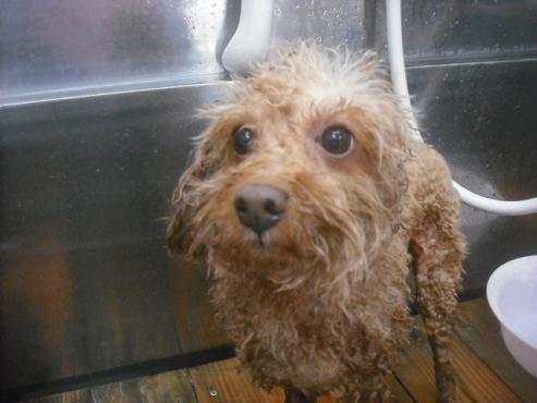 ファイル 2211-2.jpg