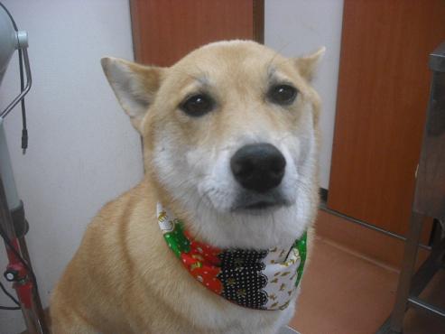 ファイル 2213-1.jpg