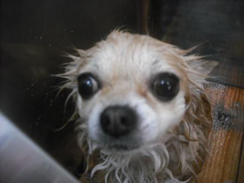 ファイル 2217-2.jpg