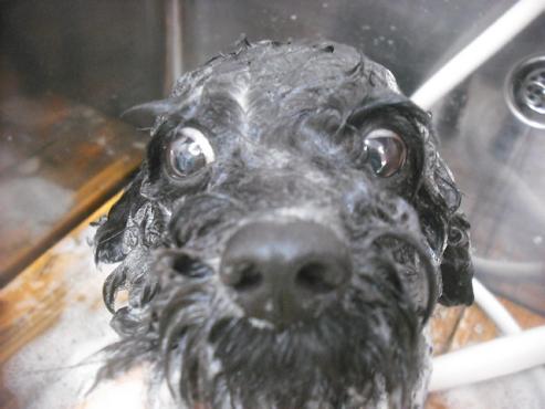 ファイル 2218-2.jpg