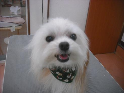 ファイル 2219-1.jpg