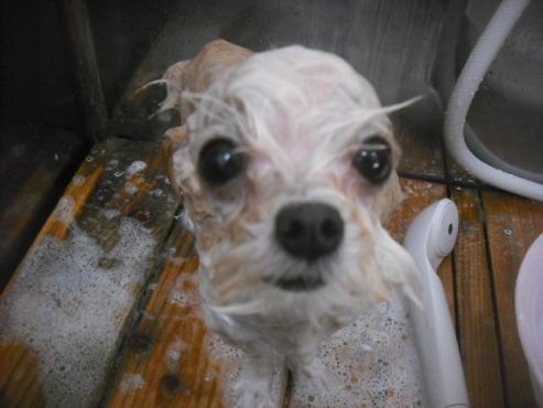 ファイル 2219-2.jpg