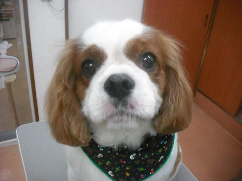 ファイル 2220-1.jpg