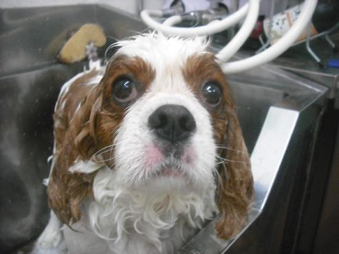 ファイル 2220-2.jpg