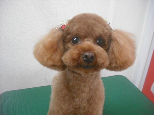 ファイル 2221-1.jpg