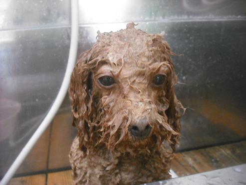 ファイル 2221-2.jpg