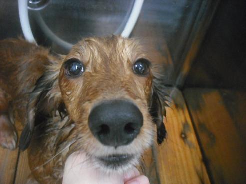 ファイル 2223-1.jpg