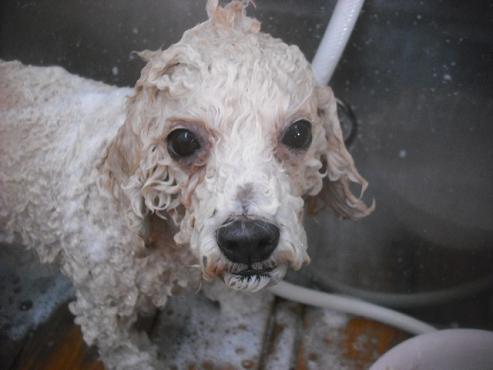 ファイル 2225-2.jpg