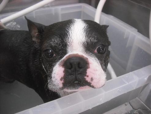 ファイル 2227-2.jpg