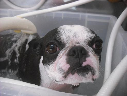 ファイル 2228-2.jpg