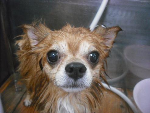 ファイル 2229-2.jpg