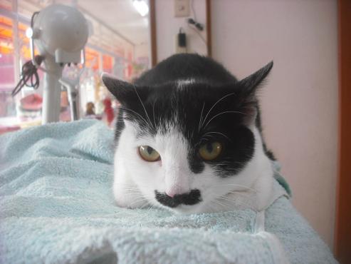 ファイル 2230-2.jpg