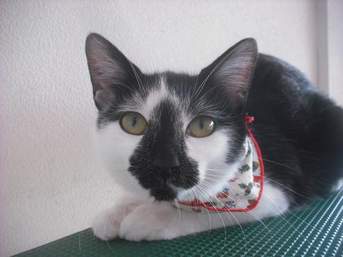 ファイル 2231-1.jpg