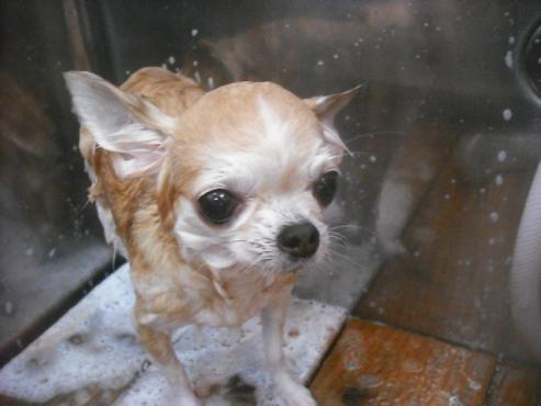 ファイル 2232-2.jpg