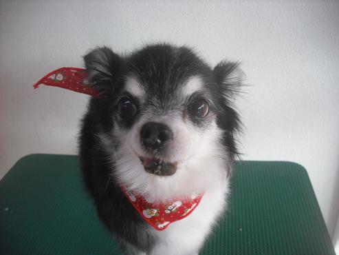 ファイル 2234-1.jpg