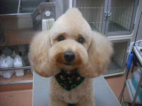 ファイル 2238-2.jpg