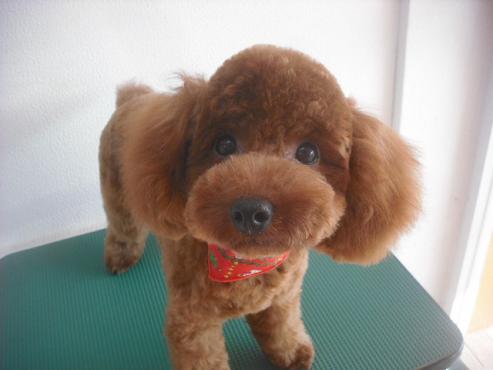 ファイル 2239-1.jpg