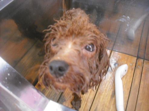 ファイル 2239-2.jpg