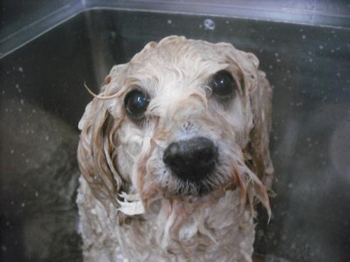 ファイル 2241-2.jpg