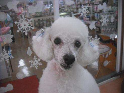 ファイル 2244-1.jpg