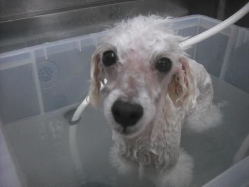 ファイル 2244-2.jpg