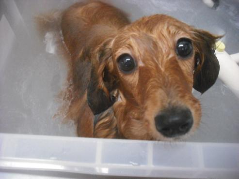 ファイル 2251-2.jpg