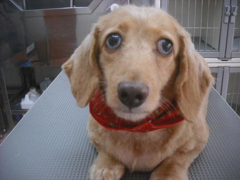 ファイル 2253-1.jpg