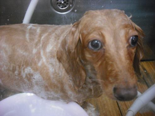 ファイル 2253-2.jpg