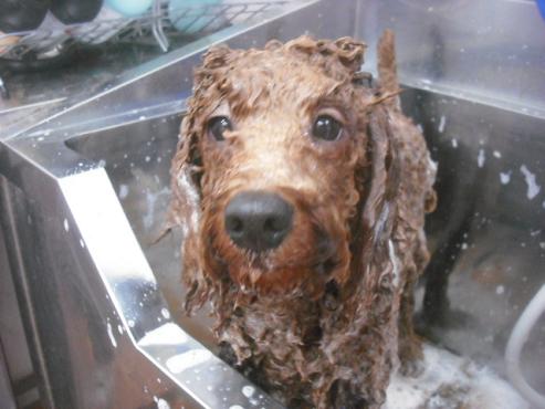 ファイル 2256-2.jpg