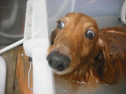 ファイル 2259-2.jpg