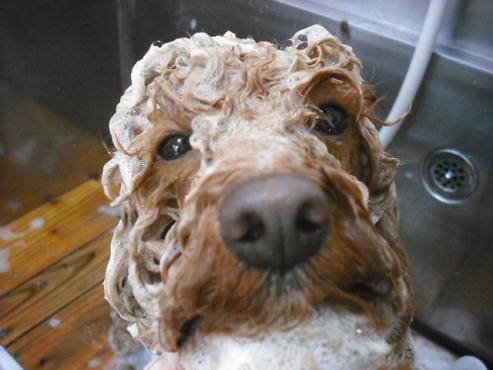 ファイル 226-2.jpg