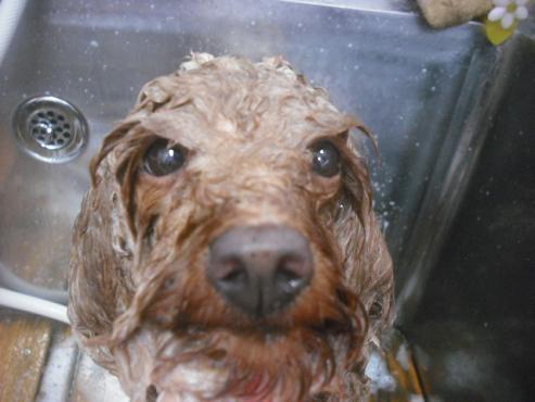 ファイル 2260-2.jpg