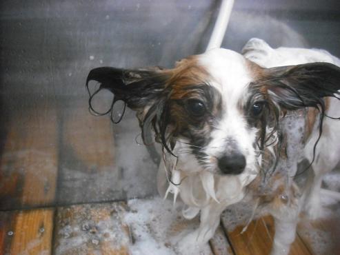 ファイル 2261-2.jpg