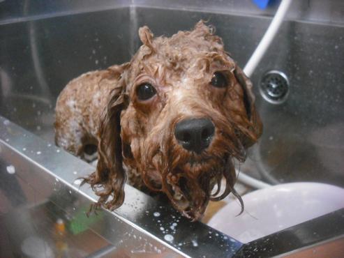 ファイル 2262-2.jpg