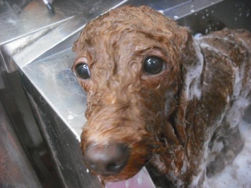 ファイル 2263-2.jpg