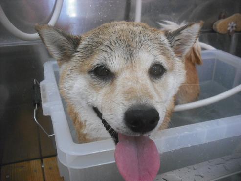 ファイル 2264-2.jpg