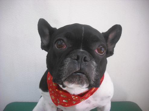 ファイル 2265-1.jpg