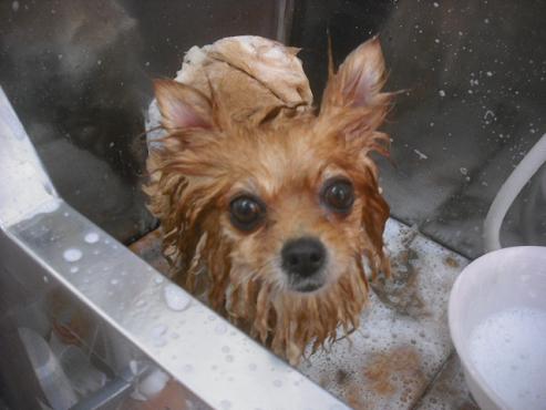 ファイル 2266-2.jpg