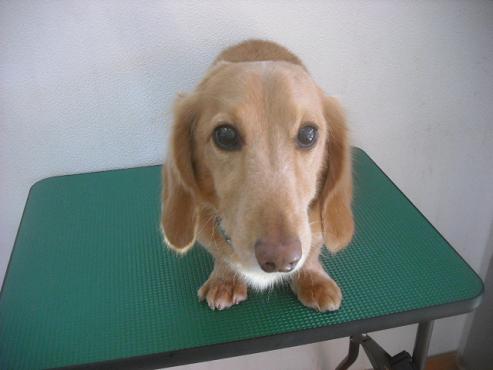 ファイル 2269-1.jpg