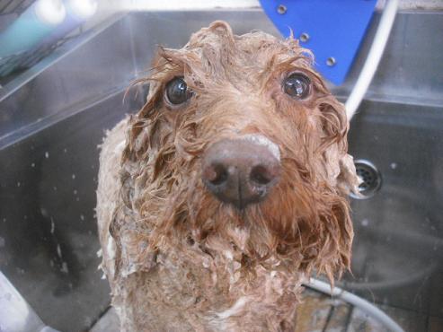 ファイル 2271-2.jpg