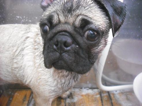 ファイル 2275-2.jpg