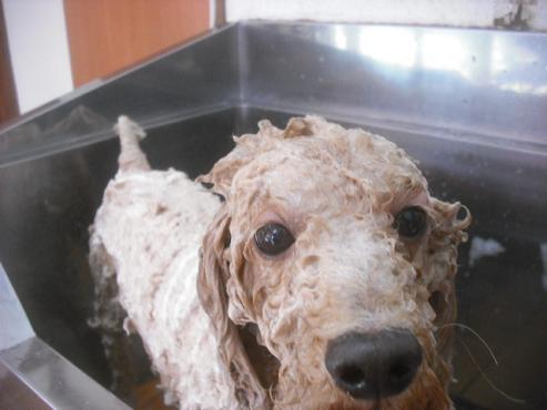 ファイル 2277-3.jpg