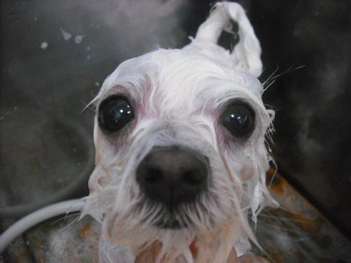 ファイル 2278-2.jpg