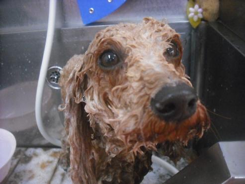 ファイル 2288-2.jpg