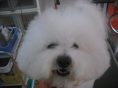 ファイル 2290-2.jpg