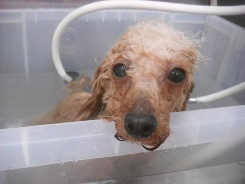 ファイル 2295-2.jpg