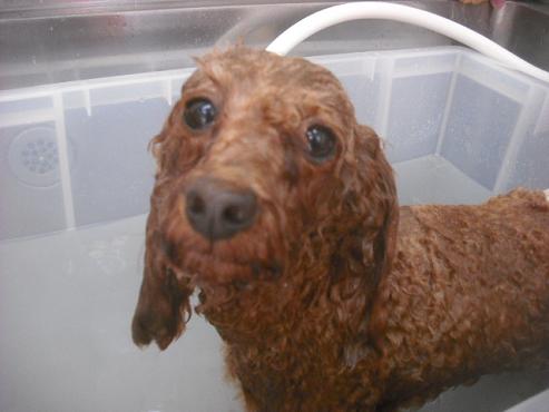 ファイル 2296-2.jpg